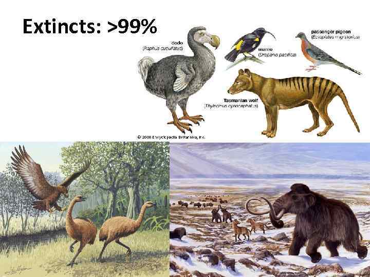 Extincts: >99% 