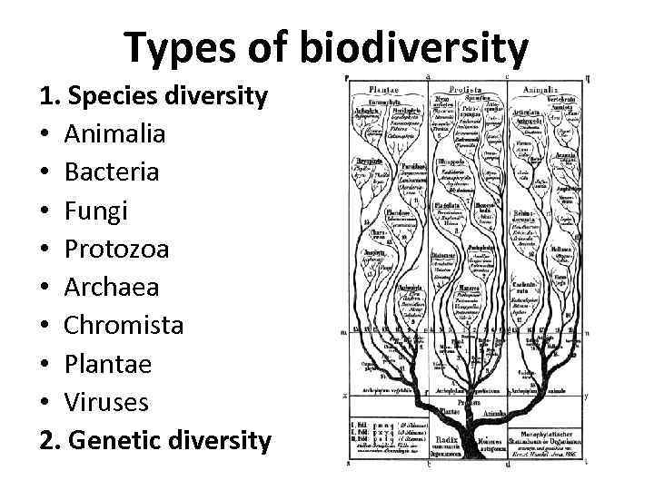 Types of biodiversity 1. Species diversity • Animalia • Bacteria • Fungi • Protozoa