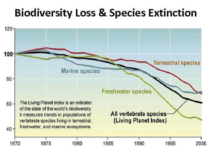 Biodiversity Loss & Species Extinction 