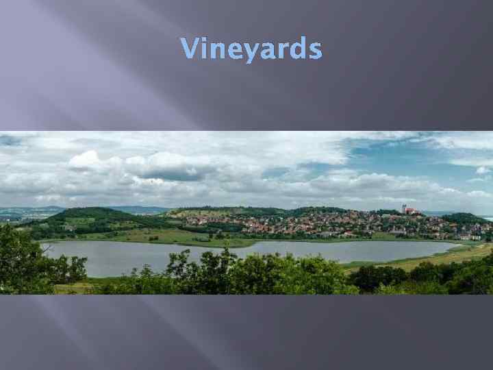 Vineyards 