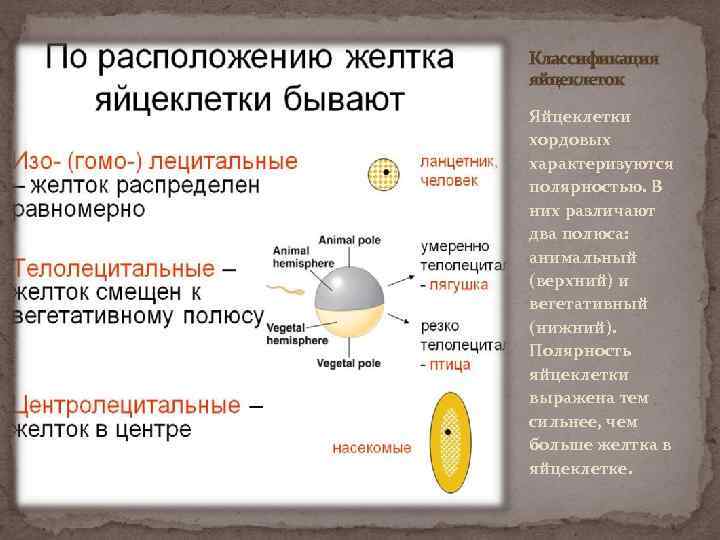 Классификация яйцеклеток Яйцеклетки хордовых характеризуются полярностью. В них различают два полюса: анимальный (верхний) и