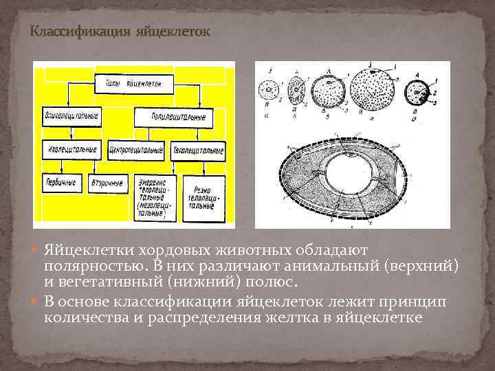  Классификация яйцеклеток Яйцеклетки хордовых животных обладают полярностью. В них различают анимальный (верхний) и