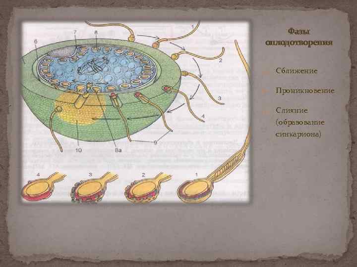 Фазы оплодотворения 1. Сближение 2. Проникновение 3. Слияние (образование синкариона) 