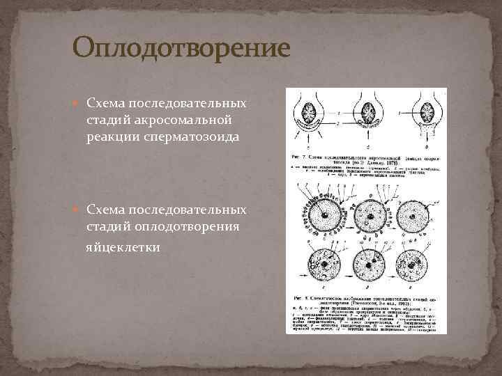 Оплодотворение Схема последовательных стадий акросомальной реакции сперматозоида Схема последовательных стадий оплодотворения яйцеклетки 