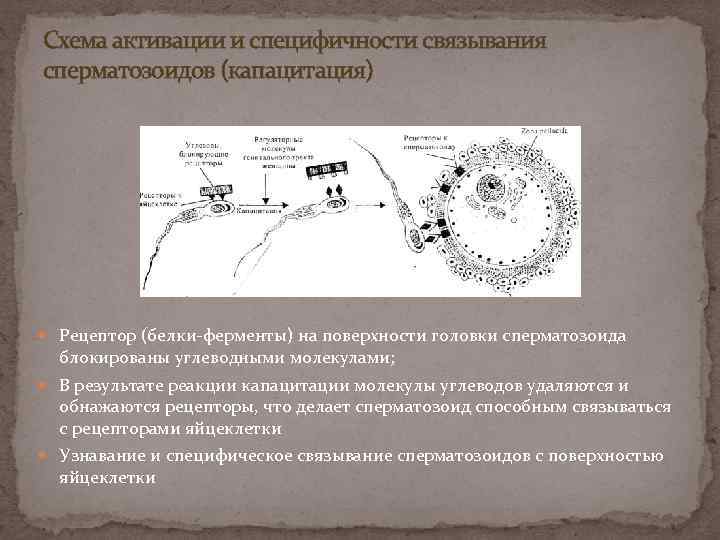 Схема активации и специфичности связывания сперматозоидов (капацитация) Рецептор (белки-ферменты) на поверхности головки сперматозоида блокированы