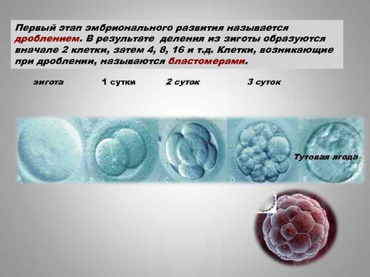 Клетки образующиеся в результате дробления. Метод разделения эмбриона на первых стадия дробления. Клетки образовавшиеся при дроблении зиготы. Развивается в результате деления зиготы. Развивается в результате дробления зиготы.