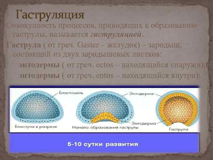  Гаструляция Совокупность процессов, приводящих к образованию гаструлы, называется гаструляцией. Гаструла ( от греч.