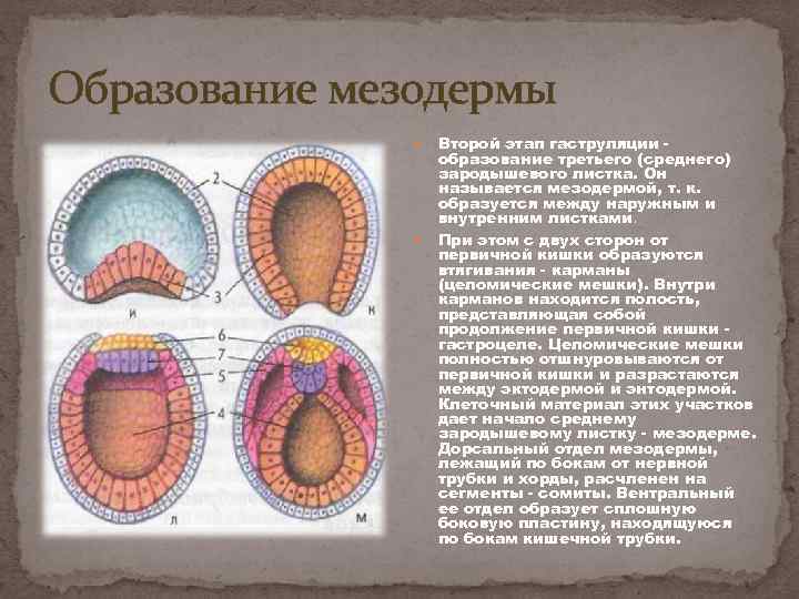 Какие системы органов образуются из мезодермы