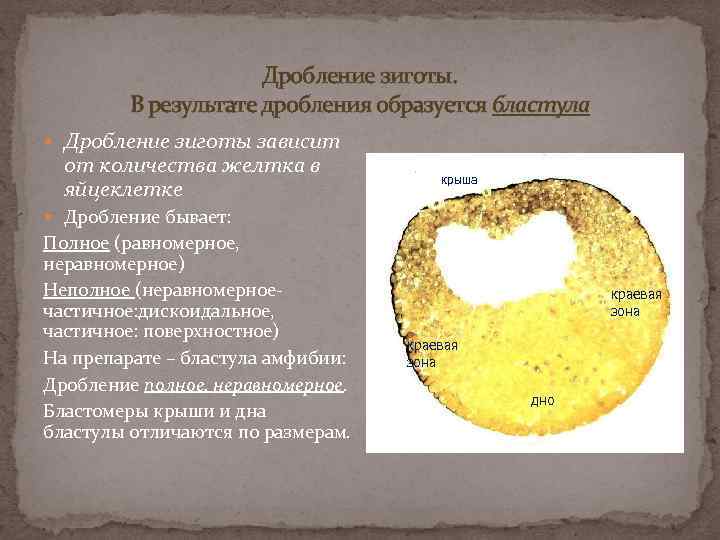 В результате дробления образуется бластула