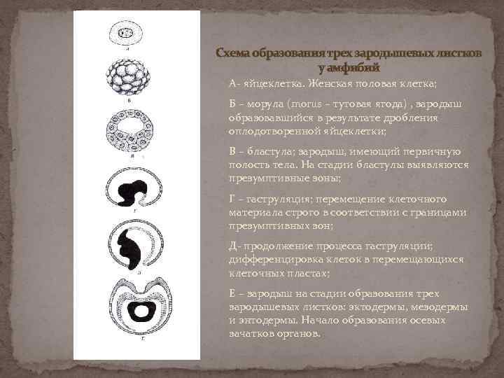 Схема образования трех зародышевых листков у амфибий А- яйцеклетка. Женская половая клетка; Б –