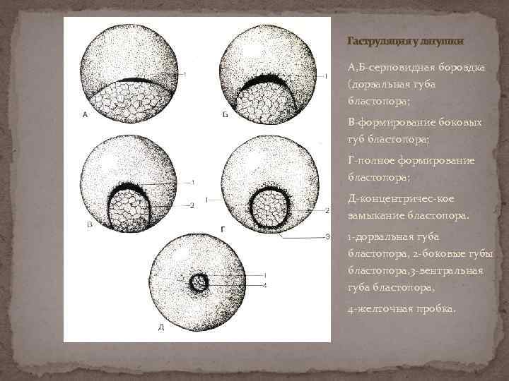 Гаструляция у лягушки А, Б-серповидная бороздка (дорзальная губа бластопора; В-формирование боковых губ бластопора; Г-полное