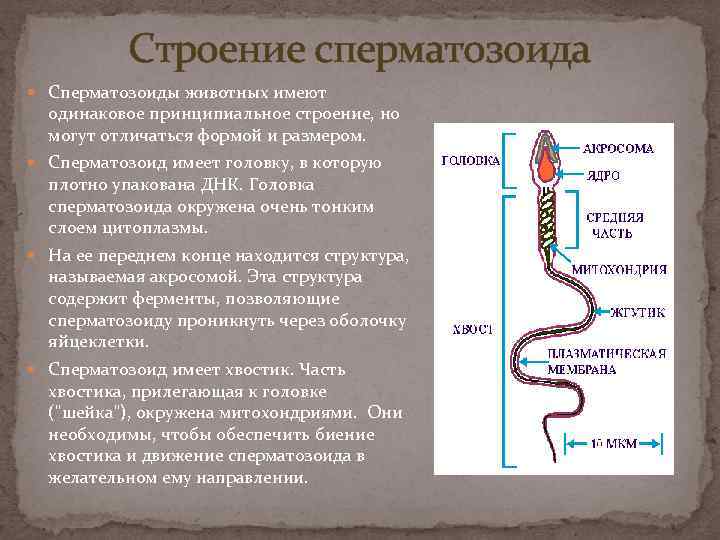 Строение сперматозоида Сперматозоиды животных имеют одинаковое принципиальное строение, но могут отличаться формой и размером.