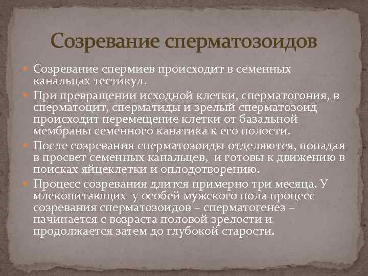 Созревание сперматозоидов Созревание спермиев происходит в семенных канальцах тестикул. При превращении исходной клетки, сперматогония,