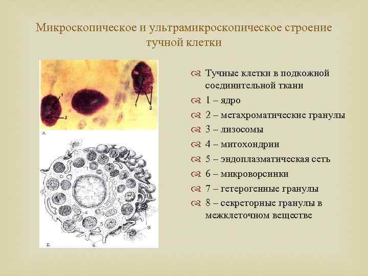 Соединительная ткань кал