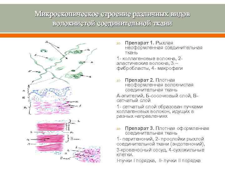 Микроскопическое строение различных видов волокнистой соединительной ткани Препарат 1. Рыхлая неоформленная соединительная ткань 1