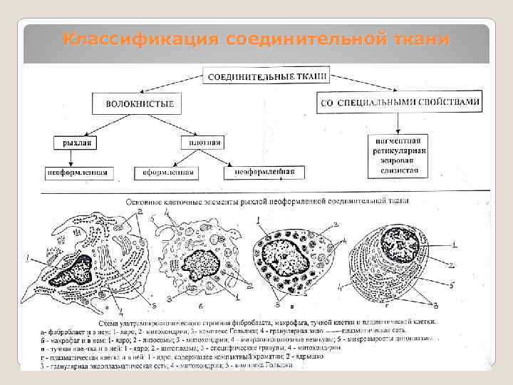 Соединительная ткань схема