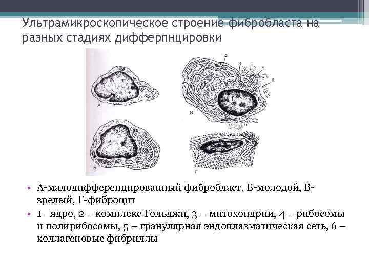 Схема ультрамикроскопического строения фибробласта и образования волокнистого компонента