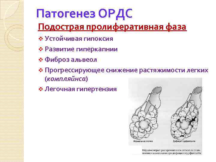 Дополнительные функции альвеол