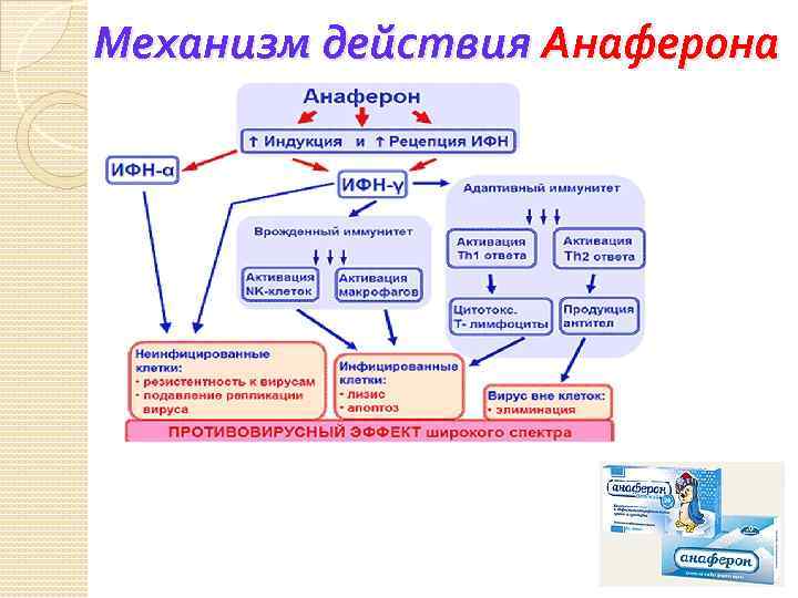 Схема анаферона для детей