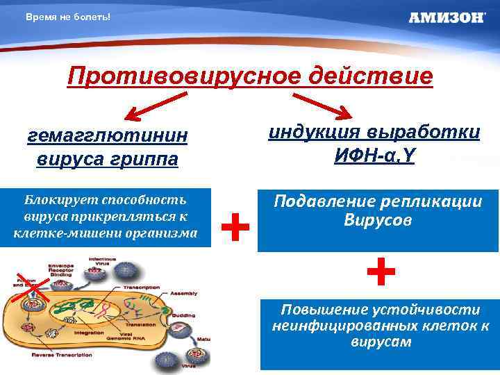 Время не болеть! Противовирусное действие гемагглютинин вируса гриппа индукция выработки ИФН-α, Υ Блокирует способность