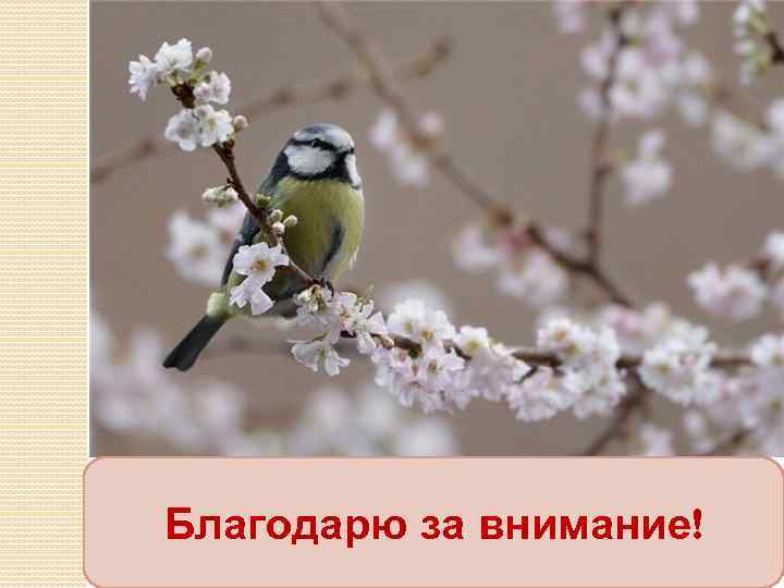 Благодарю за внимание! 