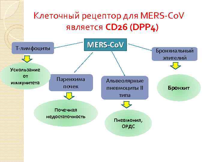 Клеточный рецептор для MERS-Co. V является CD 26 (DPP 4) MERS-Co. V Т-лимфоциты Ускользание