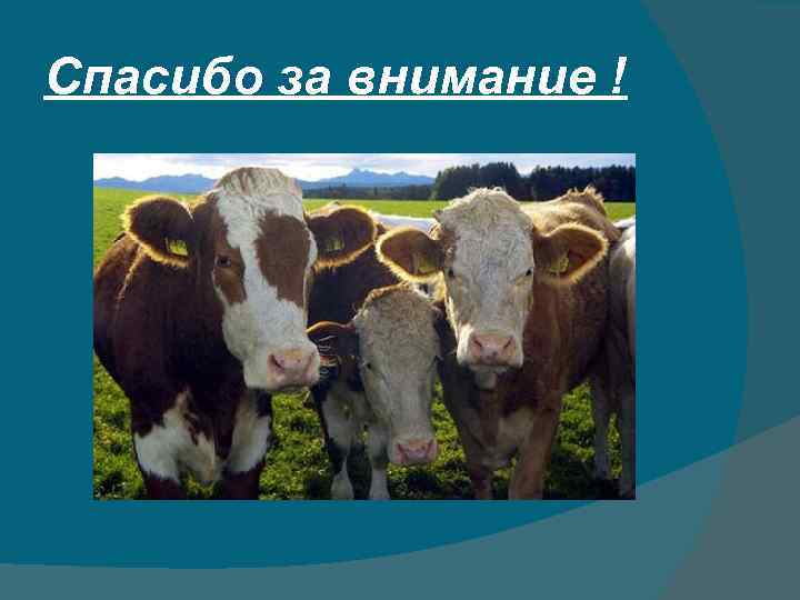 Спасибо за внимание ! 