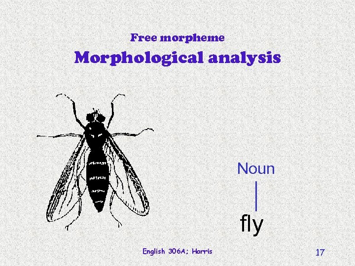 Free morpheme Morphological analysis Noun fly English 306 A; Harris 17 