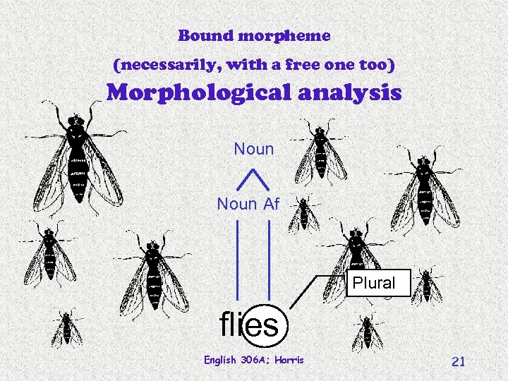 Bound morpheme (necessarily, with a free one too) Morphological analysis Noun Af Plural flies