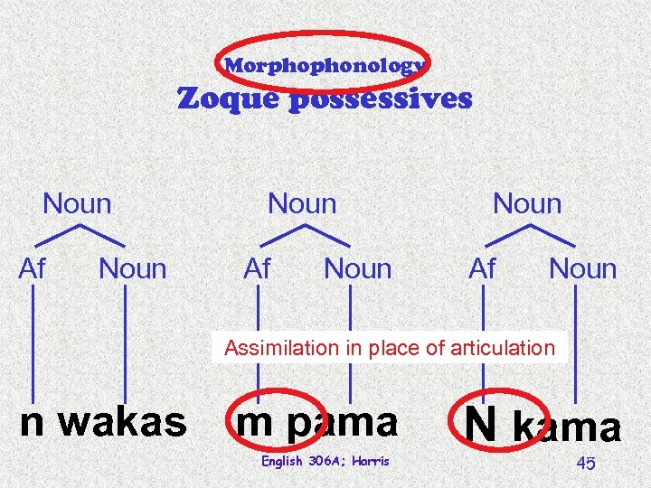 Morphophonology Zoque possessives Noun Af Noun Assimilation in place of articulation n wakas m