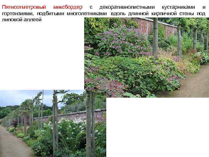 Пятисотметровый миксбордер с декоративнолистными кустарниками и гортензиями, подбитыми многолетниками вдоль длинной кирпичной стены под