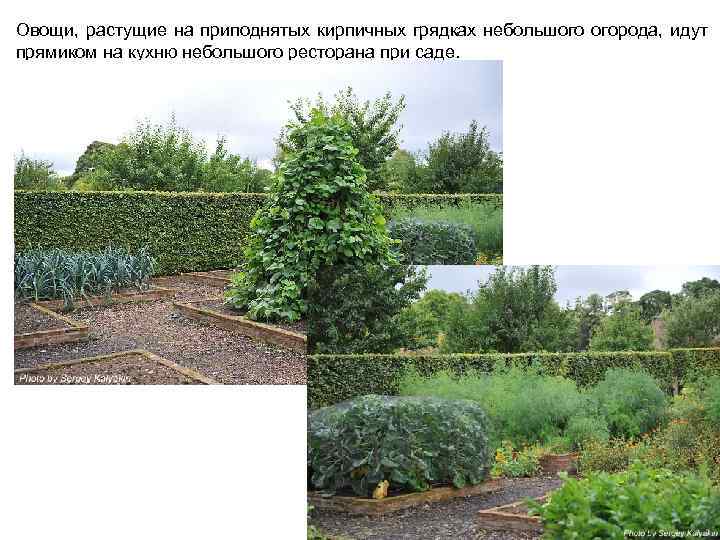 Овощи, растущие на приподнятых кирпичных грядках небольшого огорода, идут прямиком на кухню небольшого ресторана