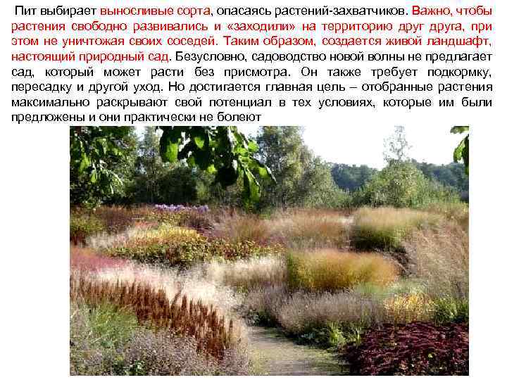  Пит выбирает выносливые сорта, опасаясь растений захватчиков. Важно, чтобы растения свободно развивались и