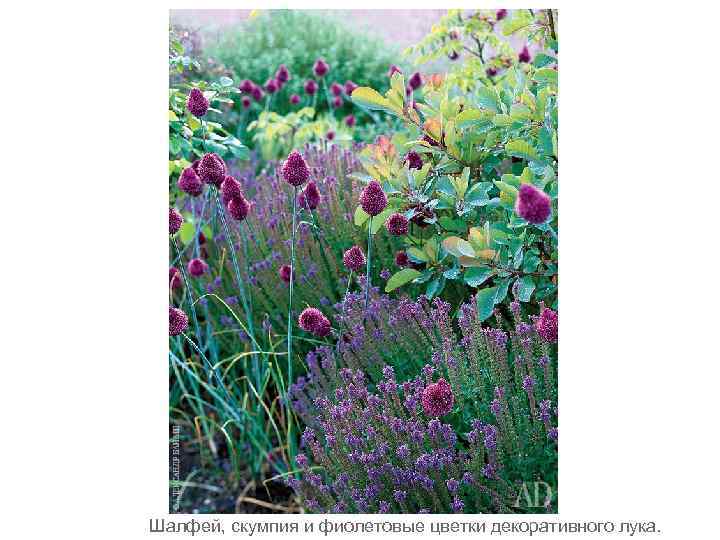 Шалфей, скумпия и фиолетовые цветки декоративного лука. 