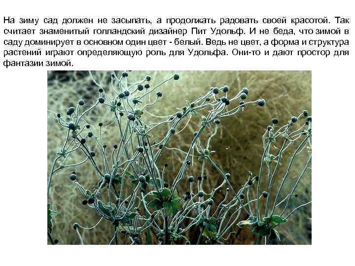 На зиму сад должен не засыпать, а продолжать радовать своей красотой. Так считает знаменитый