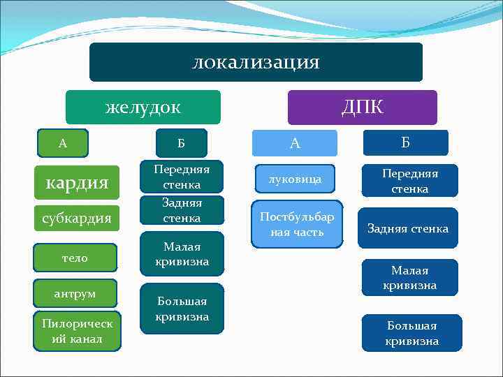 локализация желудок А Б субкардия Передняя стенка Задняя стенка тело Малая кривизна кардия антрум