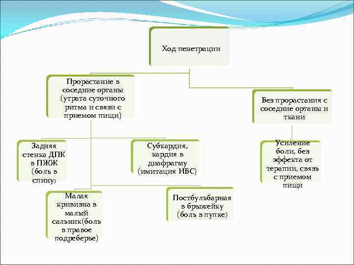 Ход пенетрации Прорастание в соседние органы (утрата суточного ритма и связи с приемом пищи)