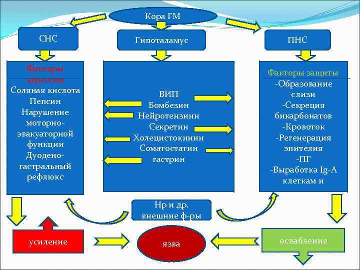 Кора ГМ СНС Факторы агрессии Соляная кислота Пепсин Нарушение моторноэвакуаторной функции Дуоденогастральный рефлюкс Гипоталамус