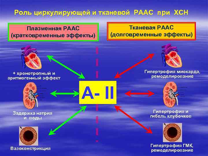 Роль циркулирующей и тканевой РААС при ХСН Плазменная РААС (кратковременные эффекты) Тканевая РААС (долговременные