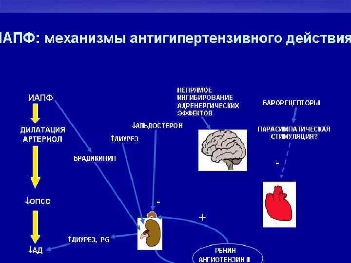 Артериальная гипертензия презентация терапия