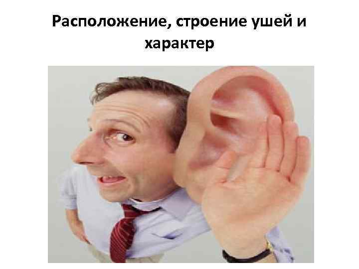 Расположение, строение ушей и характер 