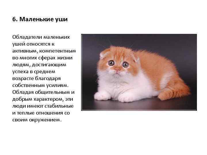 6. Маленькие уши Обладатели маленьких ушей относятся к активным, компетентным во многих сферах жизни