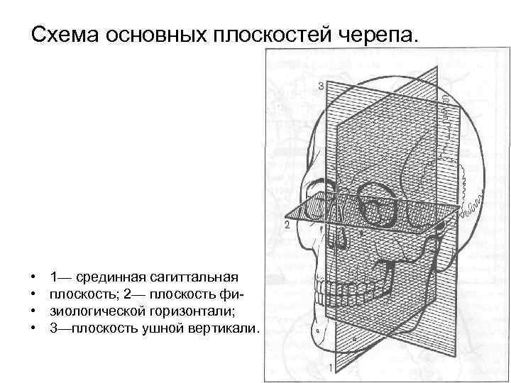 Схема основных плоскостей черепа. • • 1— срединная сагиттальная плоскость; 2— плоскость физиологической горизонтали;