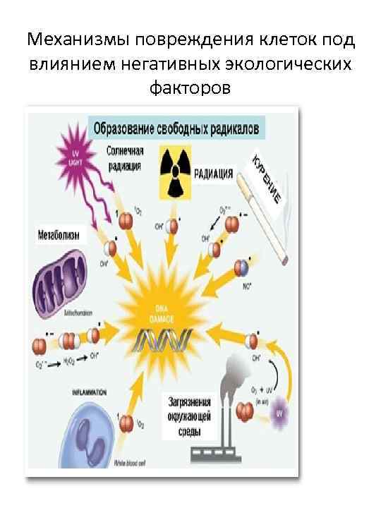 Основные механизмы повреждения клеток схема