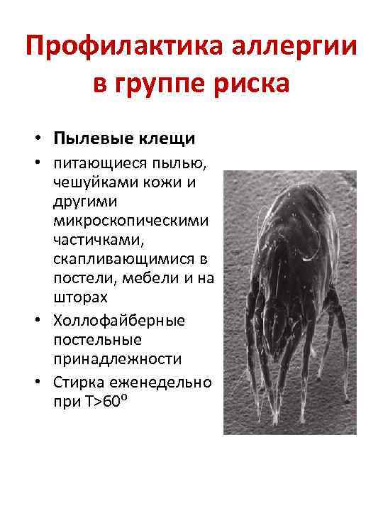 Профилактика аллергии в группе риска • Пылевые клещи • питающиеся пылью, чешуйками кожи и