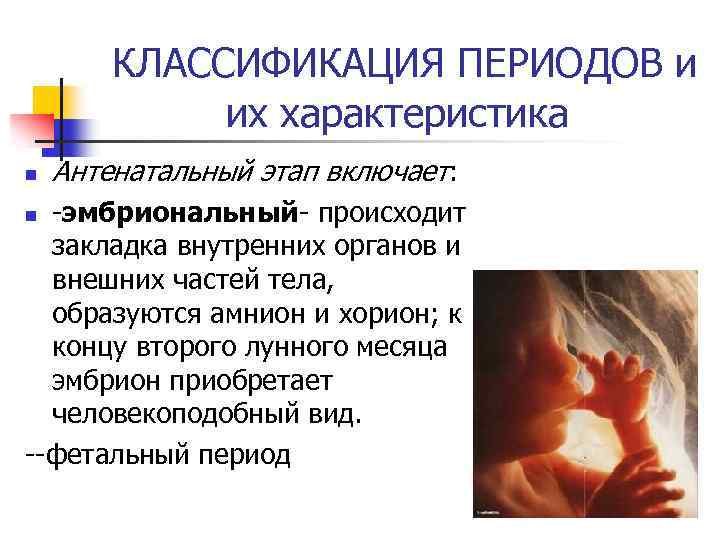 КЛАССИФИКАЦИЯ ПЕРИОДОВ и их характеристика n Антенатальный этап включает: -эмбриональный- происходит закладка внутренних органов