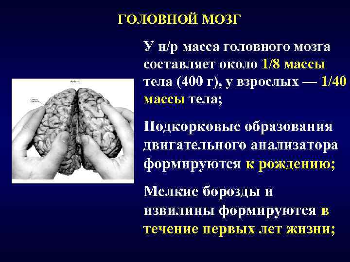 ГОЛОВНОЙ МОЗГ У н/р масса головного мозга составляет около 1/8 массы тела (400 г),