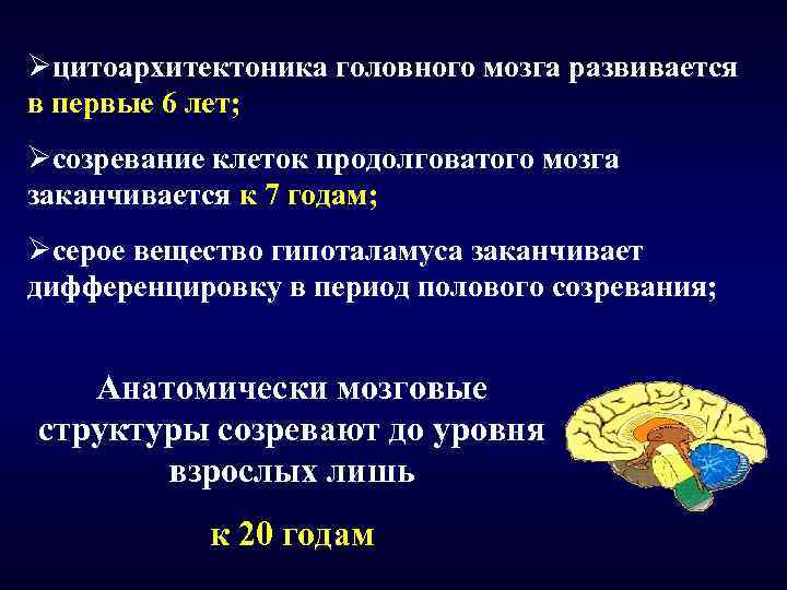 Øцитоархитектоника головного мозга развивается в первые 6 лет; Øсозревание клеток продолговатого мозга заканчивается к