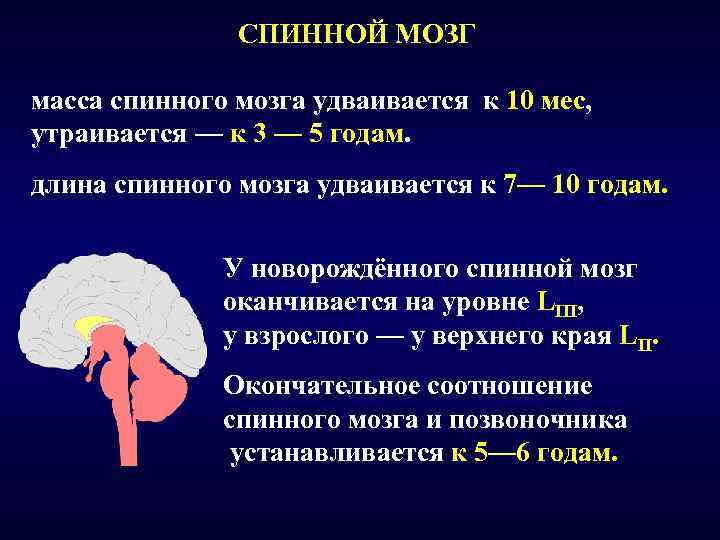 СПИННОЙ МОЗГ масса спинного мозга удваивается к 10 мес, утраивается — к 3 —