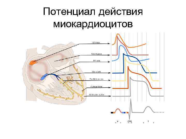 Потенциал действия миокардиоцитов 